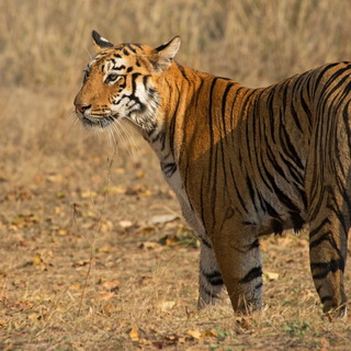 Tadoba - Tigress
